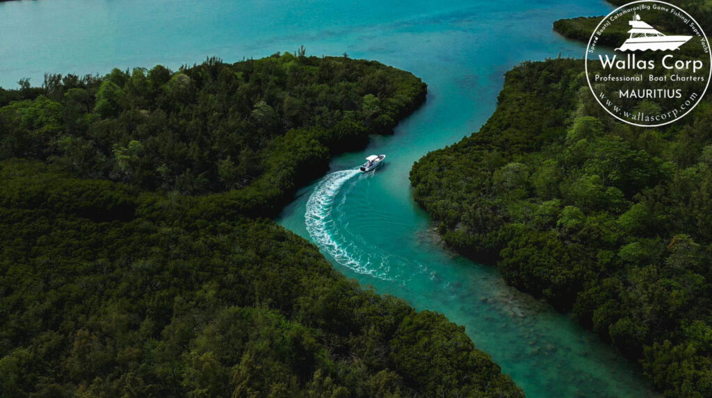 North Coast mangrove scenery